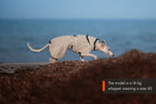Wool dog jacket product image